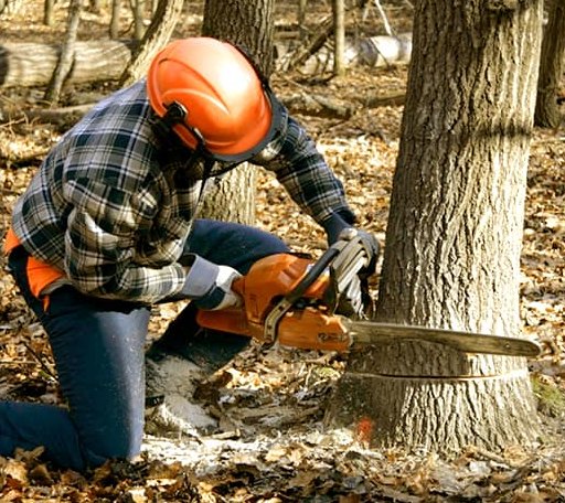 Tree Removal in Pound, VA